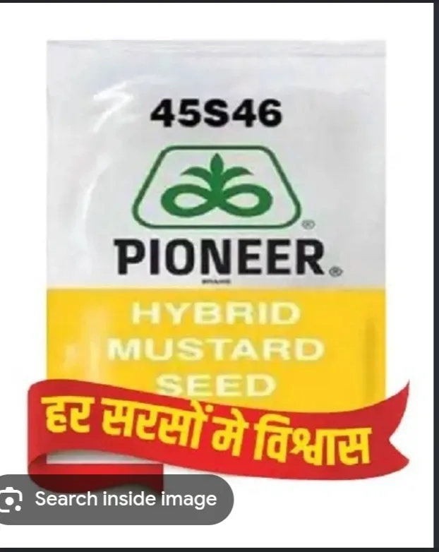 सरसों बीज (Pioneer 45s46)